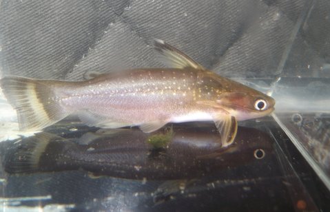 Fish 3, Image 2 of 2