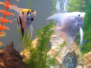 26082008066.jpg