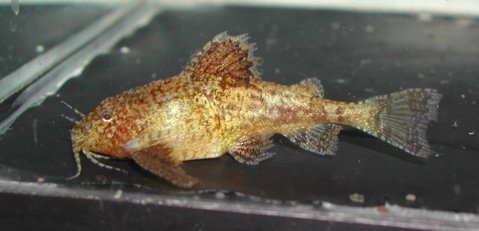 Hara jerdoni.JPG