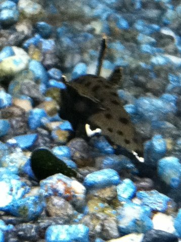 Unknown Pleco.JPG
