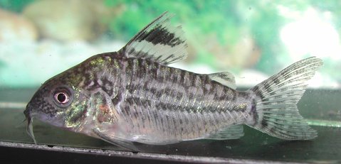 Corydoras CW061 male.JPG
