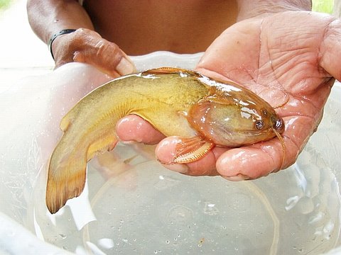 Novia Zapato Yellow 2 - Trachycorystes.jpg