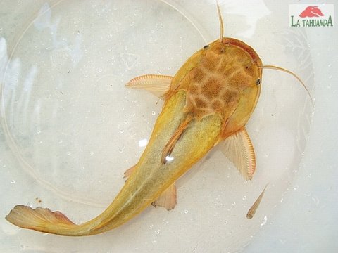 Novia Zapato Yellow 4 - Trachycorystes - Logo.jpg