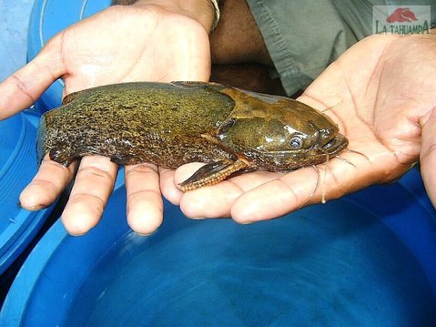Novia Zapato Green 1 - Trachycorystes.jpg