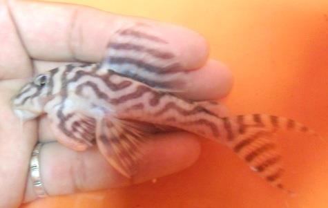Hypancistrus sp. L-173 Xingu
