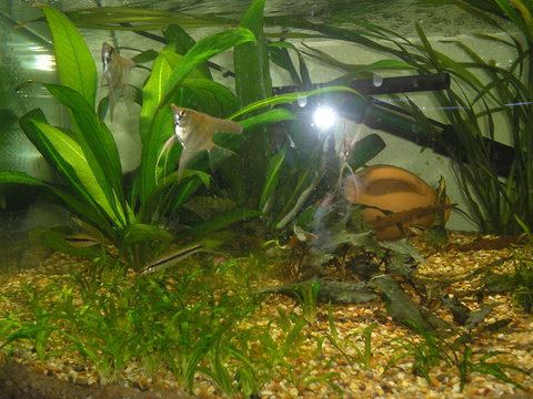 tank 2 Scalare and Flying foxes