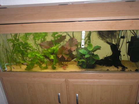 Tank 4 C.Evelynae,C.Panda,C.Pygmeus,C.Loretoensis,Striated Hillstream Loach and Kuhliis.Plus 6 diff shrimp species