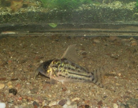 Showing the shape of the fins and a hint of the new colors