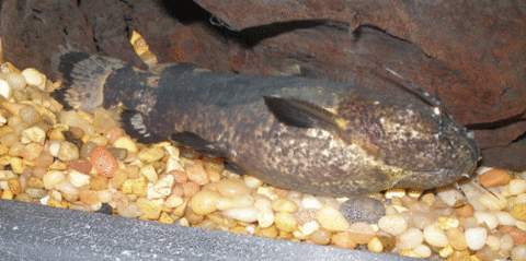 B.-Raninus.gif