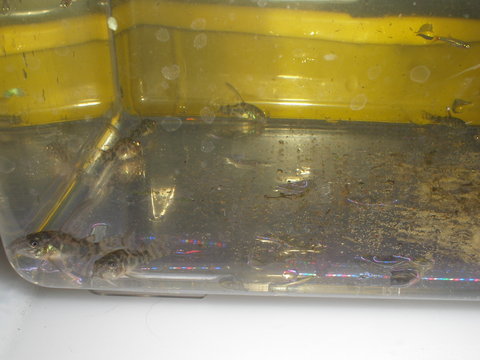 Baby Longfin C.Paleatus young