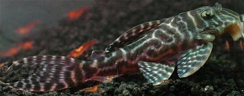 Female