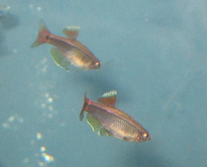 NewFish01292012.JPG