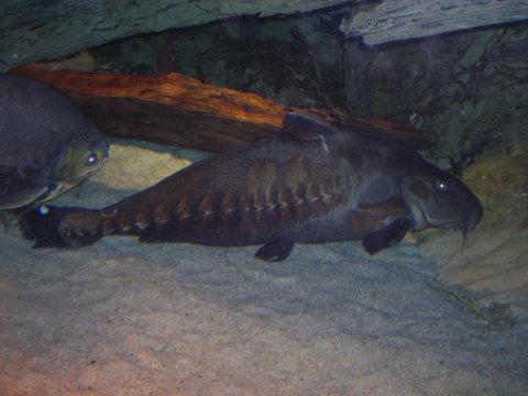 Catfish Convention-08-Baltimore Aquarium 021.jpg