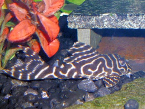 L333 Pleco 1.jpg