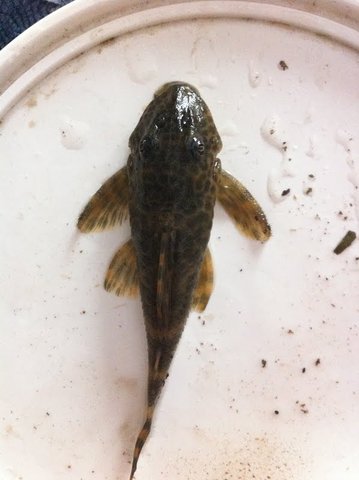 pleco3.jpg