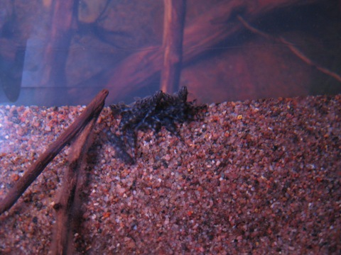 L204 yngel 120209.JPG