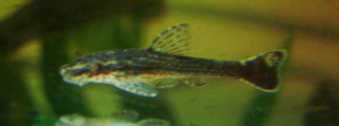 Without flash