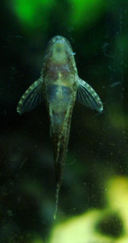 From below