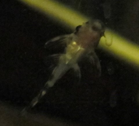 l134 fry.JPG