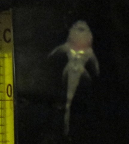 l134 fry2.JPG
