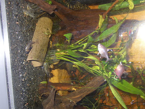 P1010133.JPG
