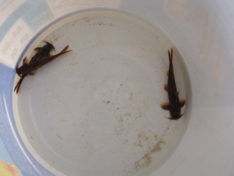 All three fish together.