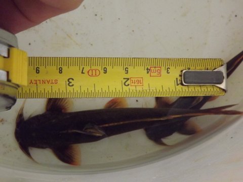 Largest fish, around 10cm SL