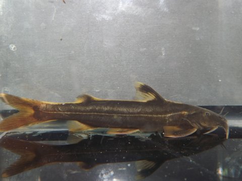 G_siamensis_8.JPG