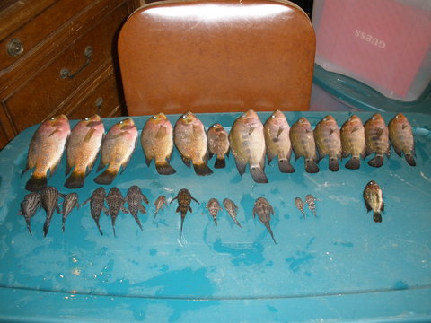 1-30-12 fish loss 00000.JPG