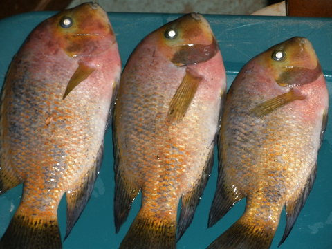 1-30-12 fish loss 00001.JPG