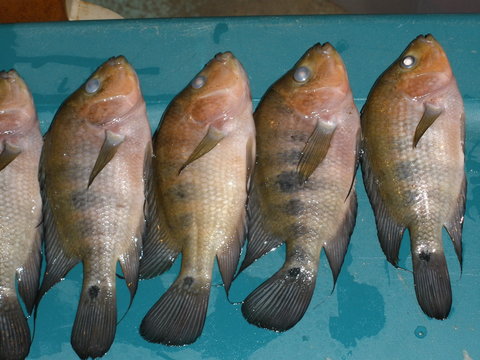 Lost 7 Hogaboomorums
