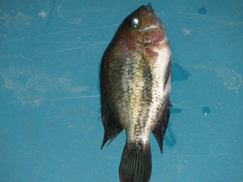 Vieja Bifasciatus (Rio Chacamax)