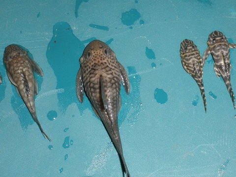 1-30-12 fish loss 00009.JPG