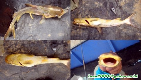 Strange Pangasius
