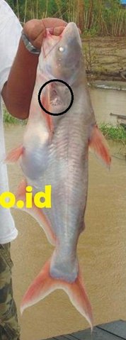 Adult Patin Pulutan / Pangasius Kunyit with porus pectoralis