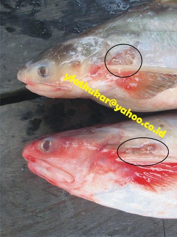 Baby Patin Pulutan / Pangasius Kunyit with porus pectoralis