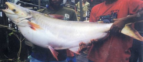 Adult Patin Kuning