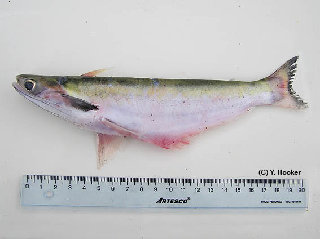 Catfish from Corrientes river, Loreto, Peru