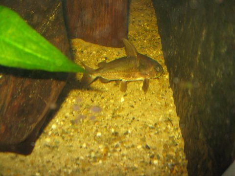 Trachydoras 1.jpg