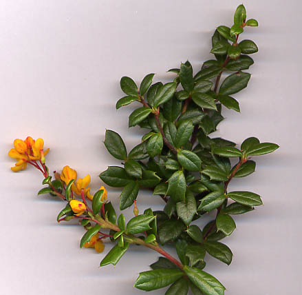 1. Berberis