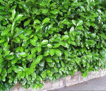 &quot;Cherry Laurel&quot;