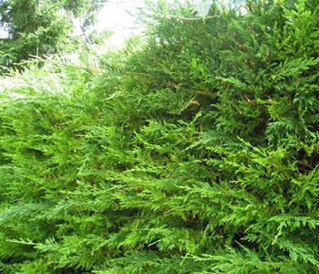 Thuja