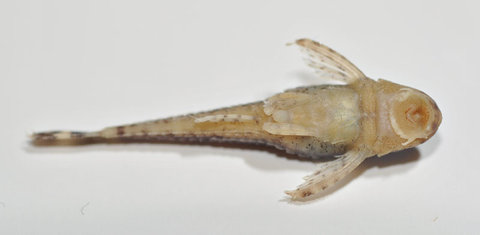 Otothyris lophophanes (NRM 33657). 25 mm SL. ventral view.