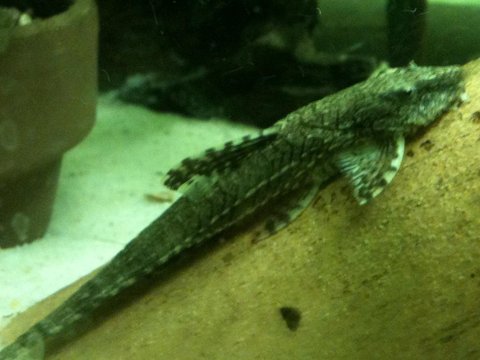 whiptail type 2.JPG