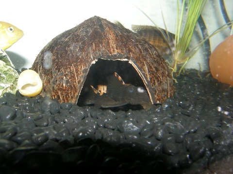 this fish reminds me of nothing other than a vampire....... he`s my favorite pleco!!!