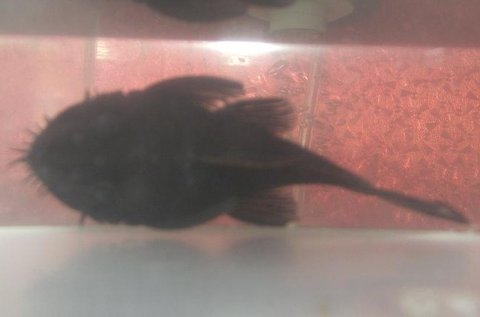 top view of female