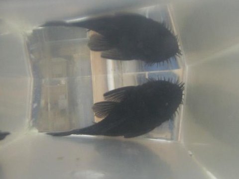 top view of male