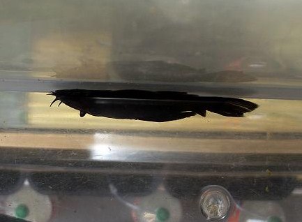 side view of female