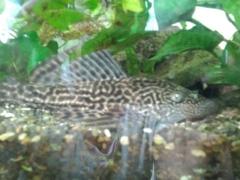 Pleco.jpg