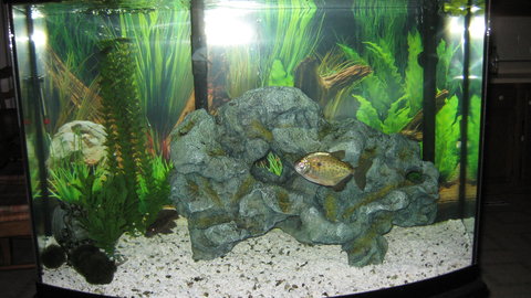 Here is my set up. I haven't bought an air stone yet, but its on the shopping list for tomorrow. As you can see the Raphael has a huge &quot;man cave&quot; but I think its too big so I'll be changing that soon also.